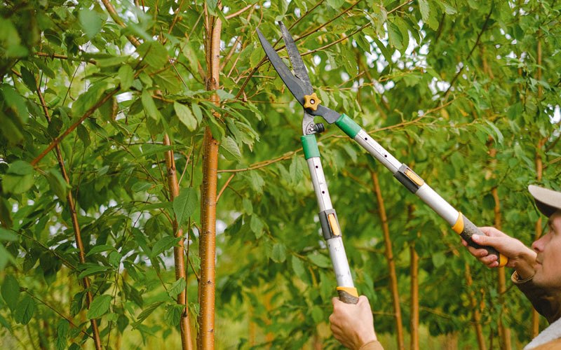 Tree trimming in Cisco, UT